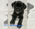 Small Pug Mix