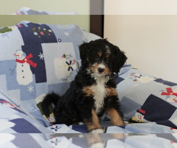 Medium Photo #5 Bernedoodle (Miniature) Puppy For Sale in MILWAUKEE, WI, USA