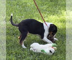 Small #2 Beagle