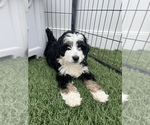 Small Photo #7 Bernedoodle (Miniature) Puppy For Sale in MENIFEE, CA, USA