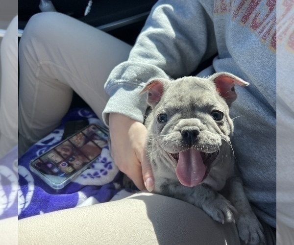 Medium Photo #2 French Bulldog Puppy For Sale in OAK GROVE, MO, USA