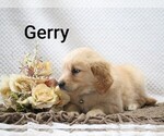 Litter of 4 - Male Golden RetrieverLitter of Puppies for Sale - Photo #20