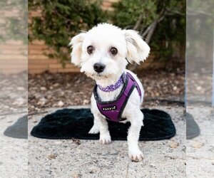 Maltese Dogs for adoption in St. Louis Park, MN, USA