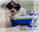 Small #2 Yorkshire Terrier
