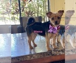 Small Photo #1 Mutt-Yorkshire Terrier Mix Puppy For Sale in LABELLE, FL, USA