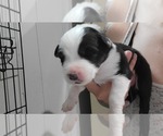 Small Photo #6 Australian Shepherd Puppy For Sale in BATTLE CREEK, MI, USA