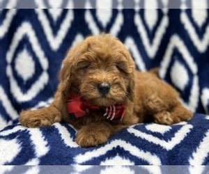Double Doodle Puppy for sale in LAKELAND, FL, USA