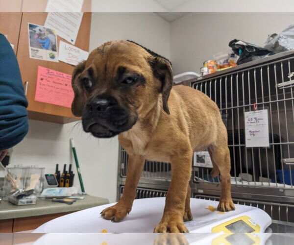 Medium Photo #1 Pug-Rottweiler Mix Puppy For Sale in Santa Cruz, CA, USA