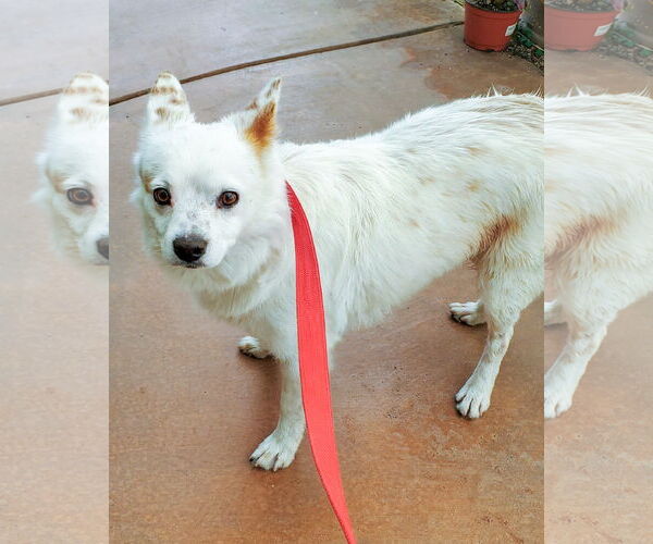 Medium Photo #10 Colonial Cocker Spaniel-Unknown Mix Puppy For Sale in Corona, CA, USA