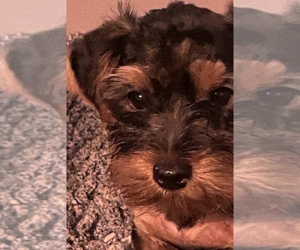 Medium Photo #1 Yorkshire Terrier Puppy For Sale in FAYETTEVILLE, NC, USA