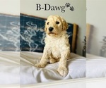Small Photo #9 Poodle (Standard) Puppy For Sale in MURFREESBORO, TN, USA