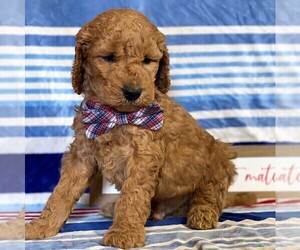 Goldendoodle Puppy for sale in LANCASTER, PA, USA