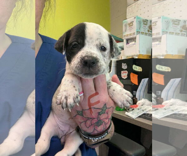 Medium Photo #4 Boxador Puppy For Sale in SHERBURNE, NY, USA