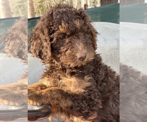 Goldendoodle Puppy for sale in LOUISA, VA, USA