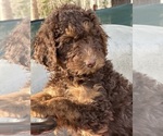 Small Photo #1 Goldendoodle Puppy For Sale in LOUISA, VA, USA