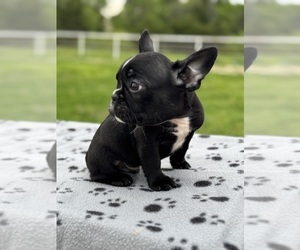 French Bulldog Puppy for sale in GREENVILLE, TX, USA