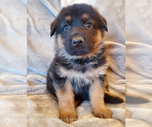 German Shepherd Dog Puppy for sale in FILLMORE, MN, USA