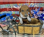 Small Photo #4 Dachshund Puppy For Sale in CASSVILLE, MO, USA