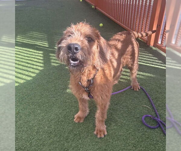 Medium Photo #1 Irish Terrier-Unknown Mix Puppy For Sale in Las Vegas, NV, USA