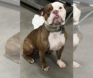 Bulldog Dogs for adoption in Forestville, MD, USA