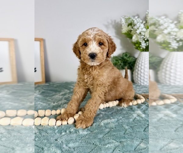 Medium Photo #4 Goldendoodle (Miniature) Puppy For Sale in GREENFIELD, IN, USA