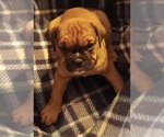 Puppy Puppy 5 Olde English Bulldogge