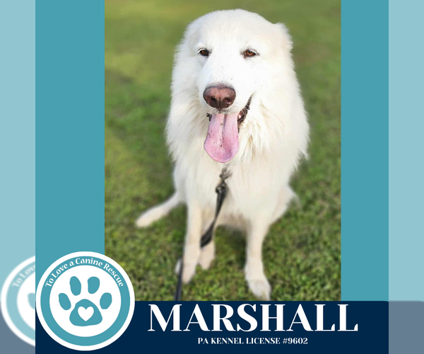 Medium Photo #3 Great Pyrenees-Kuvasz Mix Puppy For Sale in Kimberton, PA, USA