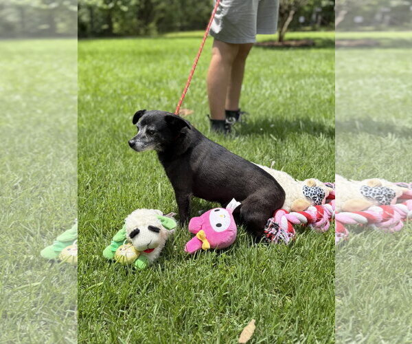 Medium Photo #2 Chihuahua Puppy For Sale in Yardley, PA, USA