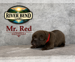 Puppy Mr Red Labrador Retriever