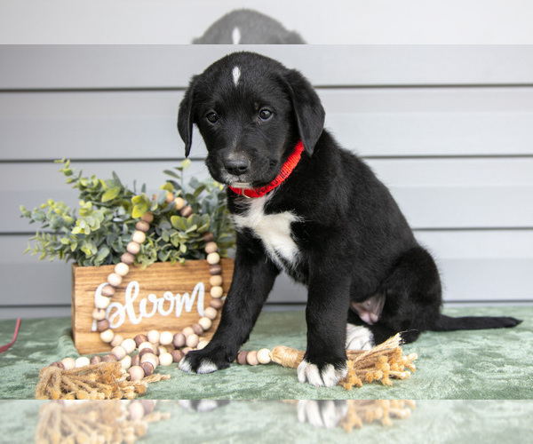 Medium Photo #2 Bernedoodle-Labrador Retriever Mix Puppy For Sale in REED CITY, MI, USA