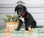 Small Photo #24 Bernedoodle-Labrador Retriever Mix Puppy For Sale in REED CITY, MI, USA