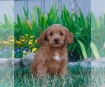 Puppy 1 Golden Retriever-Poodle (Toy) Mix