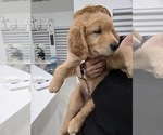 Small #9 Golden Retriever