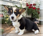 Small #2 Pembroke Welsh Corgi