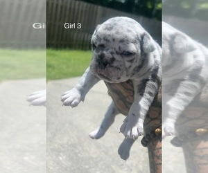 French Bulldog Puppy for sale in NEW CASTLE, DE, USA