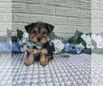 Small Yorkshire Terrier