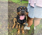 Small Photo #4 Rottweiler Puppy For Sale in Techny, IL, USA