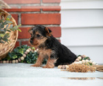 Small #3 Yorkshire Terrier