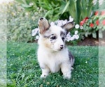 Small #1 Pembroke Welsh Corgi