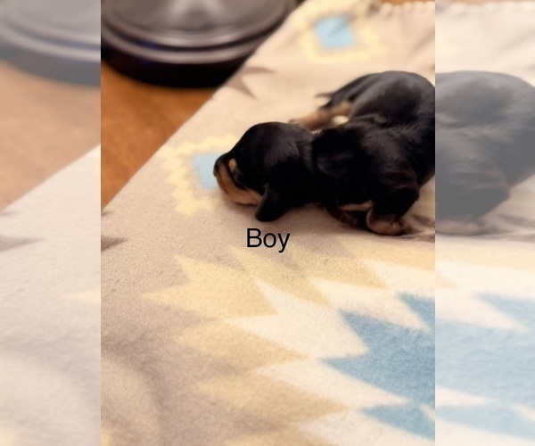 Medium Photo #6 Dachshund Puppy For Sale in CHIPPEWA FALLS, WI, USA