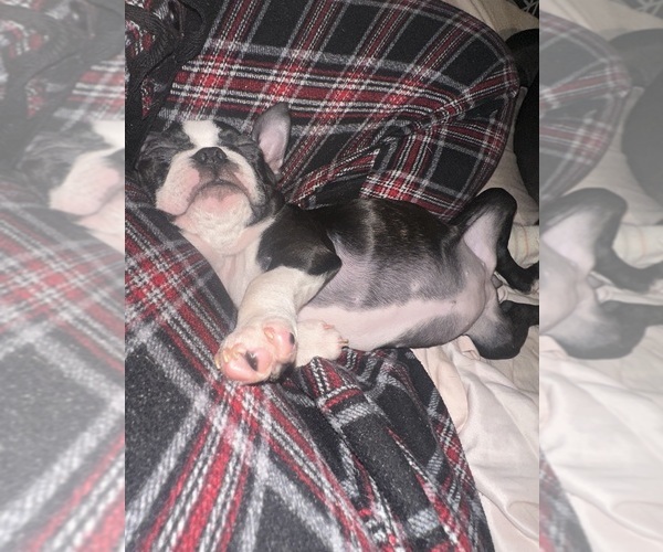 Medium Photo #1 Boston Terrier Puppy For Sale in SPRINGFIELD, IL, USA