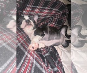 Boston Terrier Puppy for sale in SPRINGFIELD, IL, USA