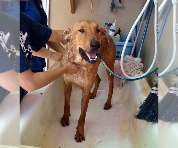 Medium Photo #3 Labrador Retriever-Unknown Mix Puppy For Sale in Apple Valley, CA, USA