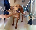 Small #2 Labrador Retriever Mix