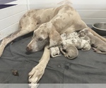Small Photo #5 Great Dane Puppy For Sale in KERENS, TX, USA