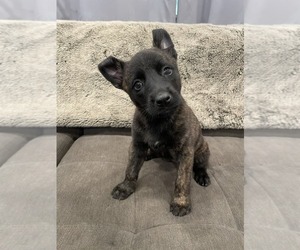 Belgian Malinois-Dutch Shepherd Dog Mix Puppy for sale in SACRAMENTO, CA, USA