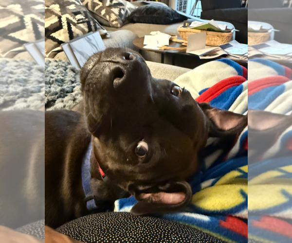 Medium Photo #3 American Staffordshire Terrier-Bullmastiff Mix Puppy For Sale in Holly Springs, NC, USA