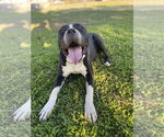 Small #3 American Pit Bull Terrier Mix