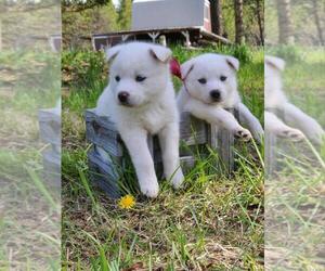 Norwegian Elkhound-Siberian Husky Mix Puppy for Sale in LIBBY, Montana USA