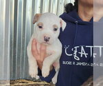 Small #6 American Pit Bull Terrier-Catahoula Leopard Dog Mix